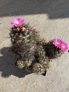 Preview: Escobaria vivipara